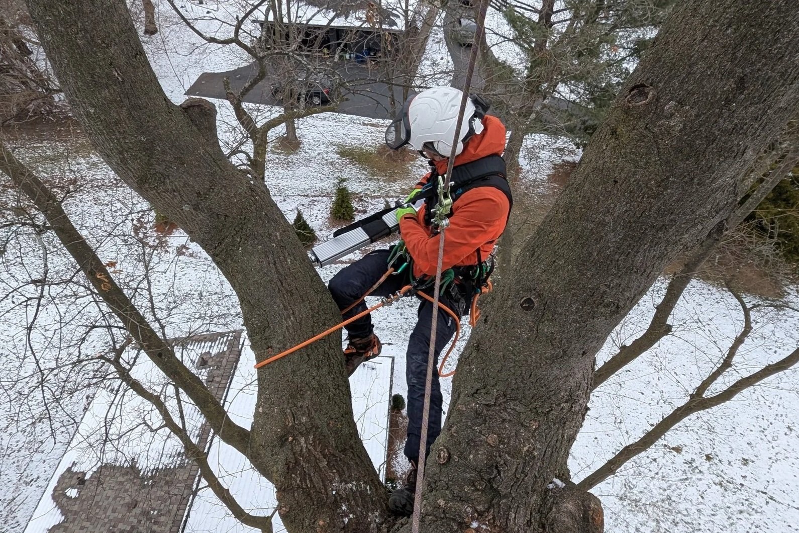 2025 Tree First Report