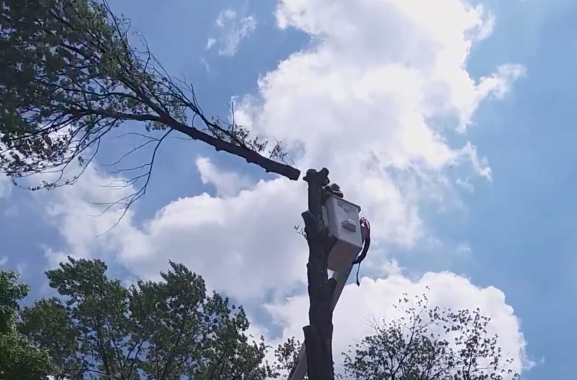 Public Mistrust of The Tree Care Industry