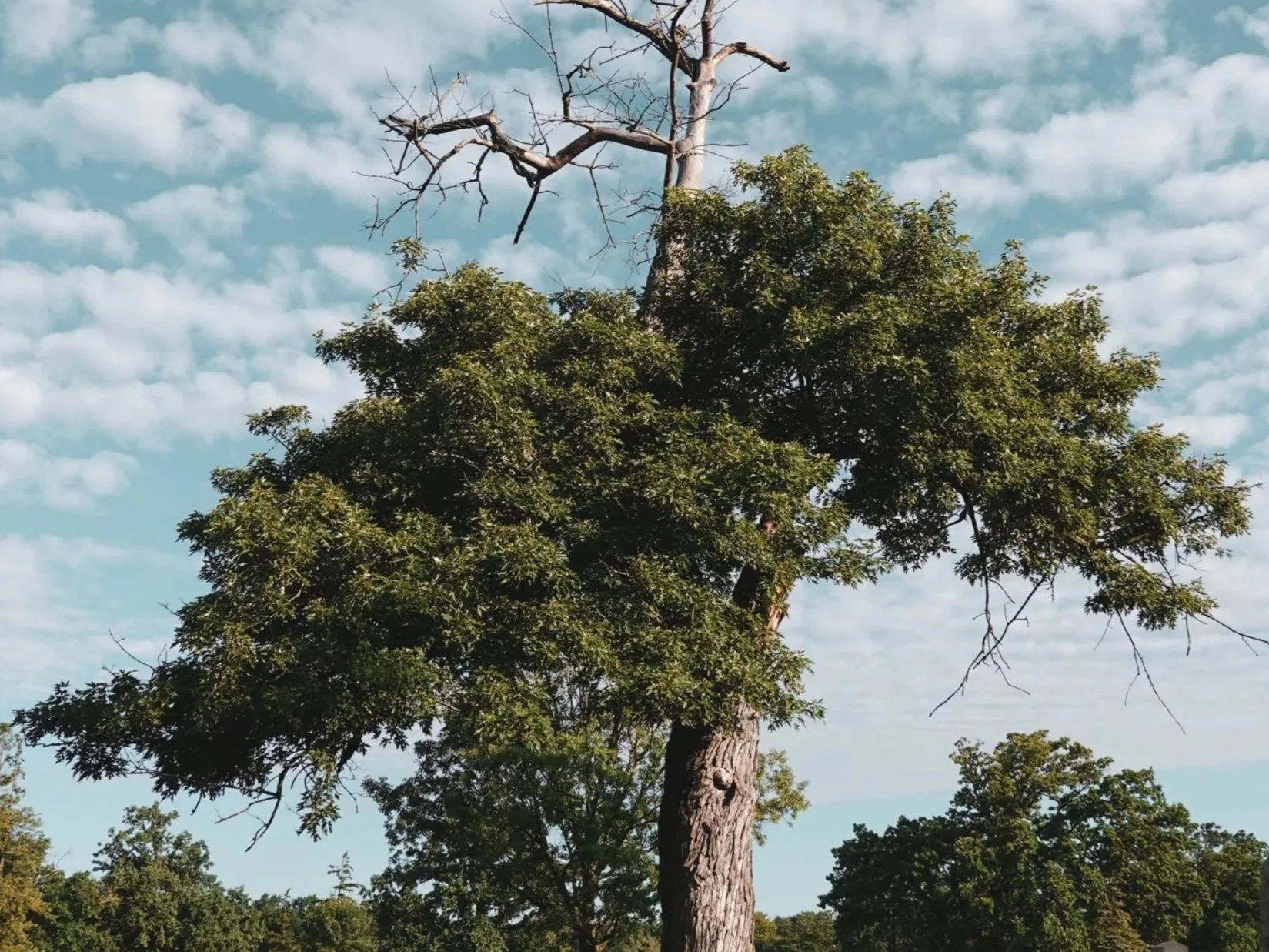The First Thing I Look At When Assessing a Tree