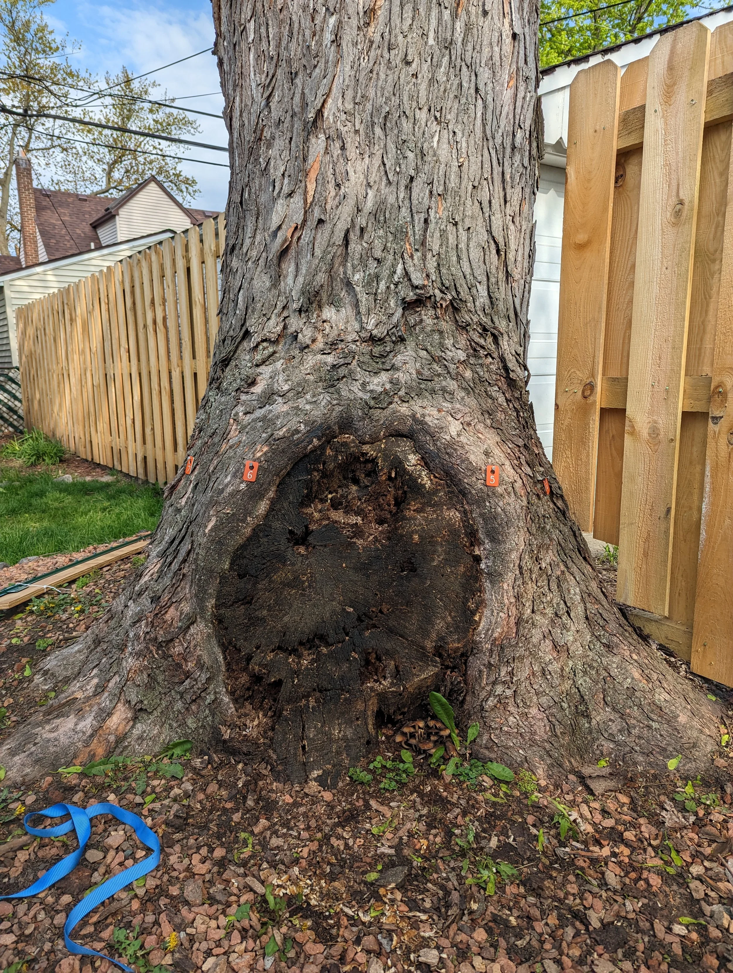 Better Language, Better Outcomes — Tree First