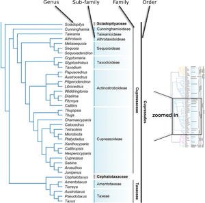 Notes on Gymnosperm Phylogeny — Tree First