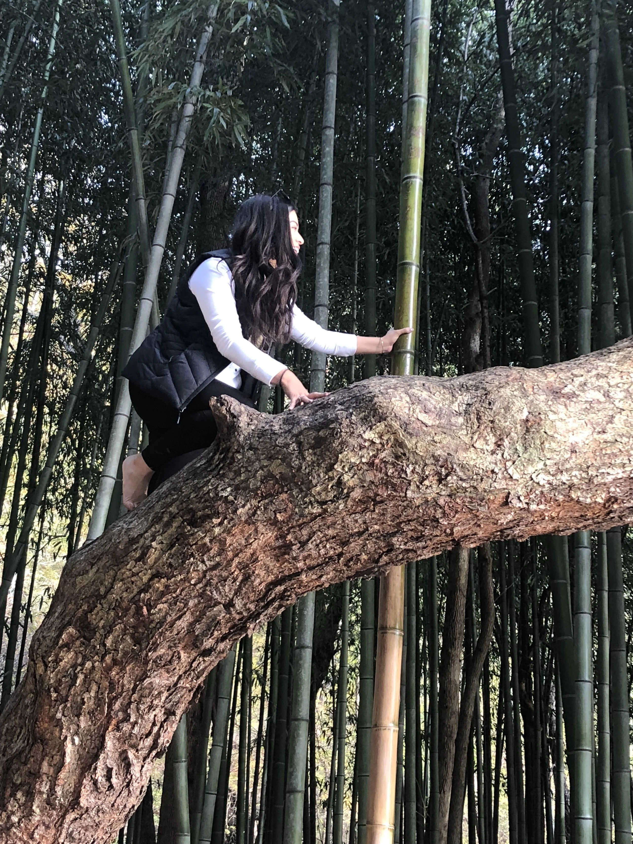 Climbing a tree….for a good picture in the bamboo forrest