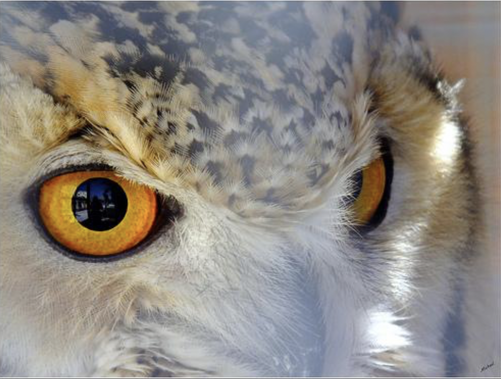 The Eye of the Owl