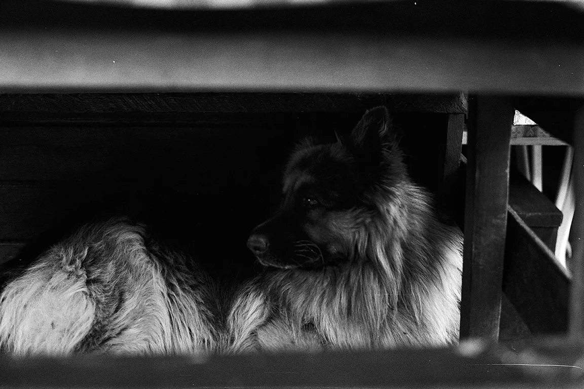 Michele Loda_Ilford FP4_31 copia.jpg