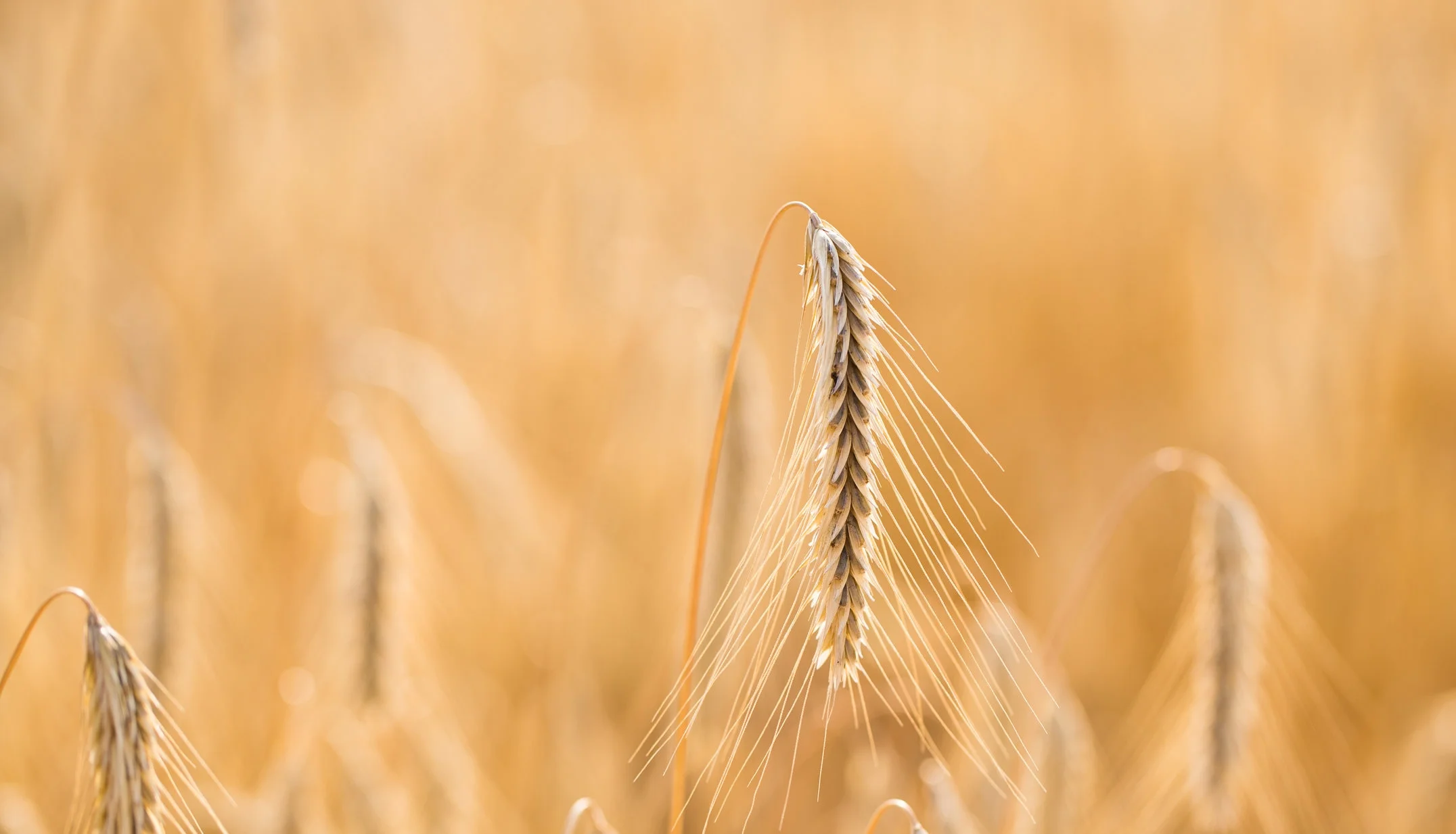wheat-field-ears-of-golden-wheat-close-up-P5UDUGL.JPG