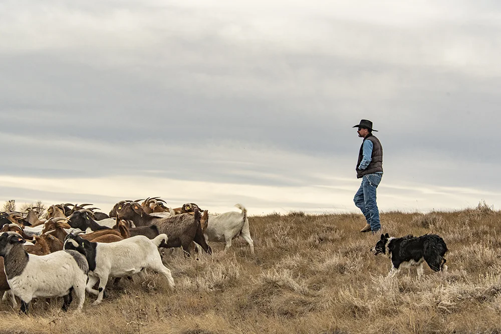 Herding in action…Robert and Molly driving the crew to the next job site.