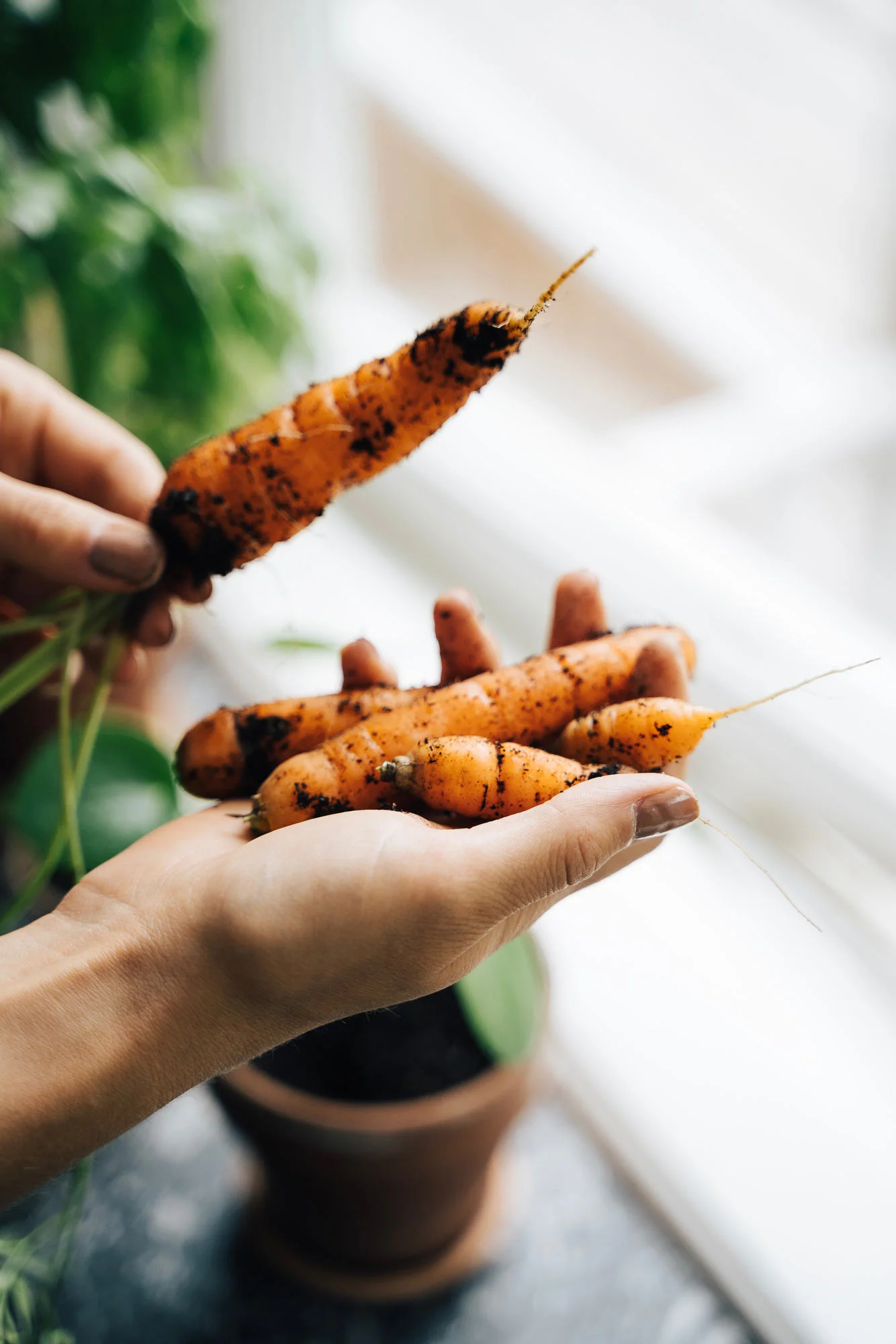 The link between weight and gut bacteria