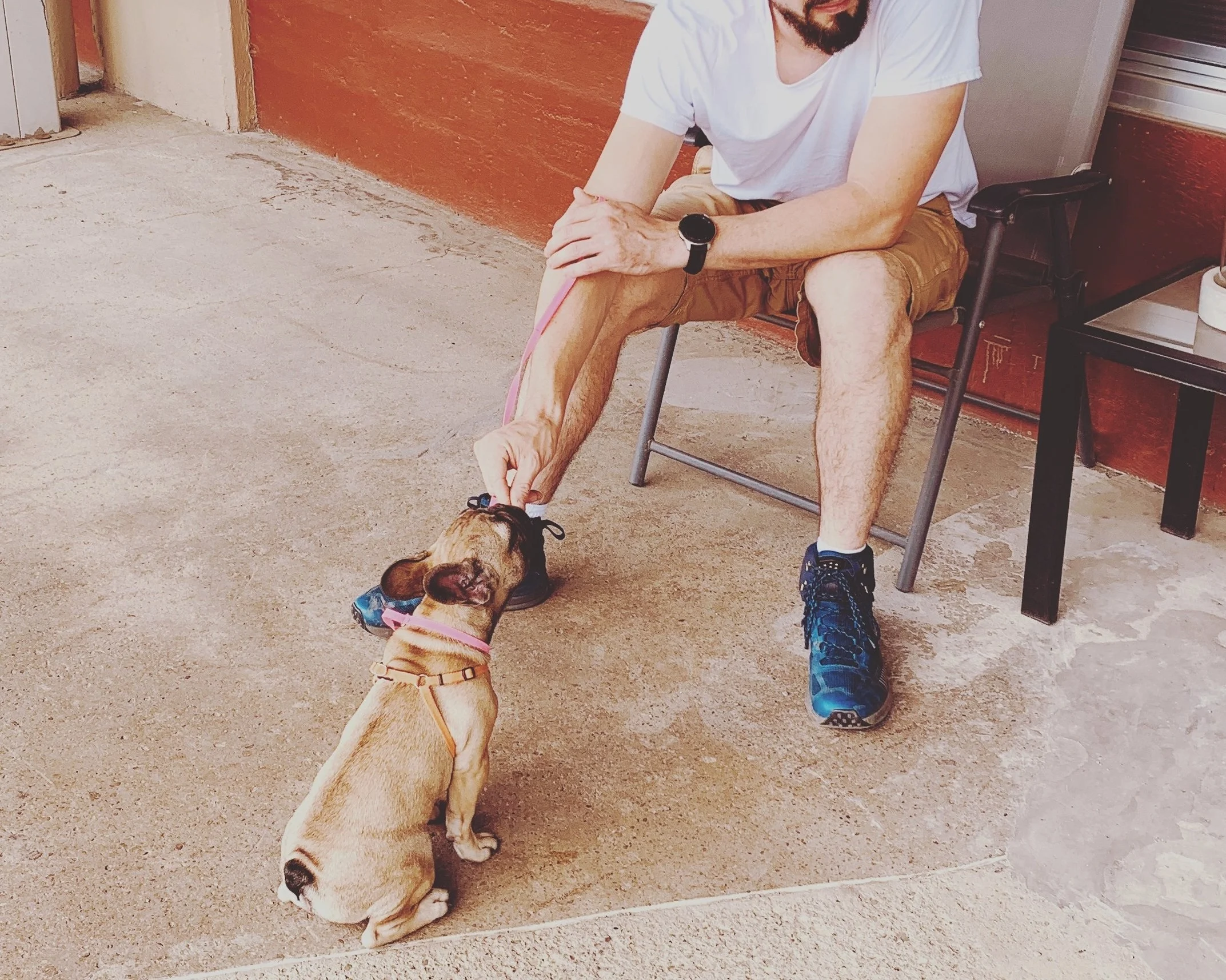 Puppy Tips and Training