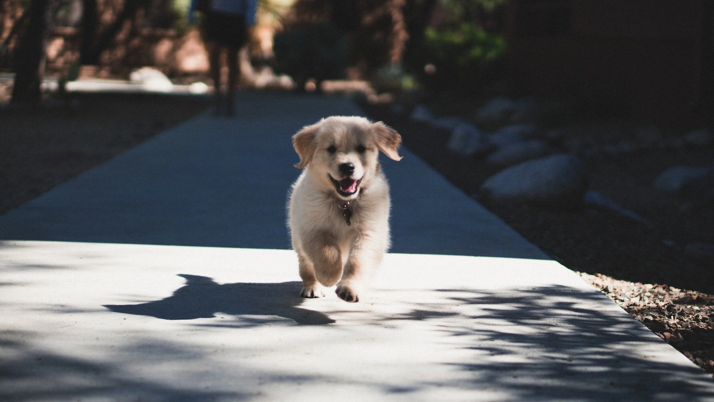 Introducing Your "Covid Puppy" to the Real World
