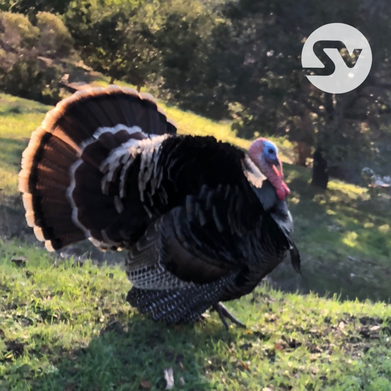 Closed: Thanksgiving