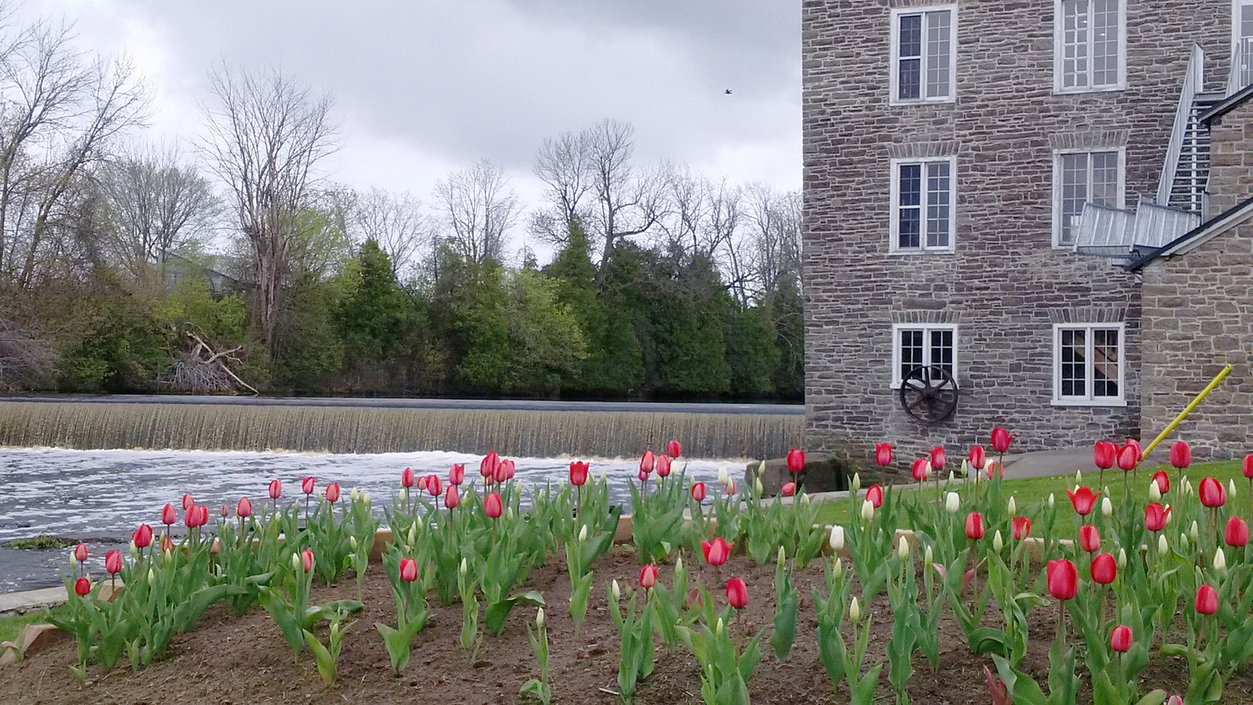 mill tulips1.jpg