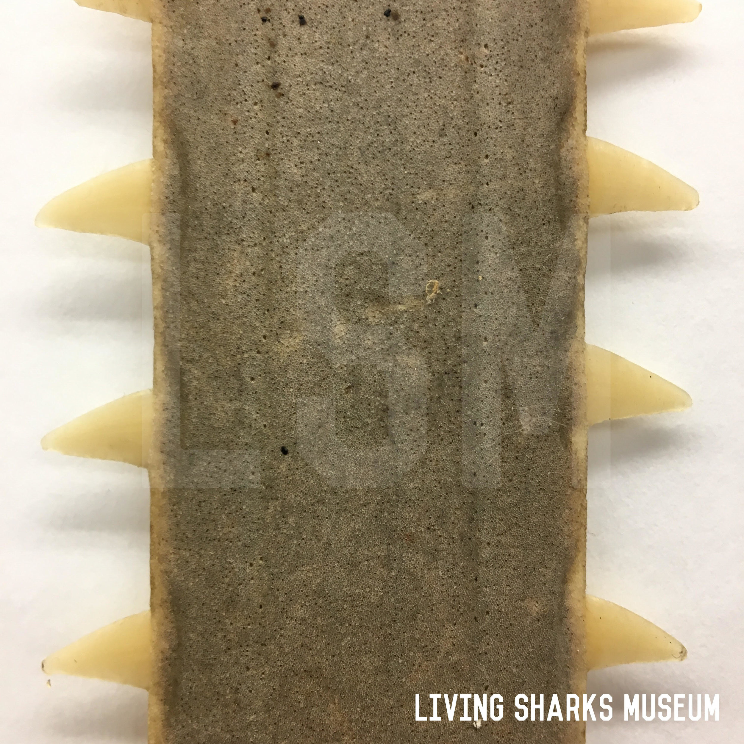 sawfish-exploit-LSM.jpg