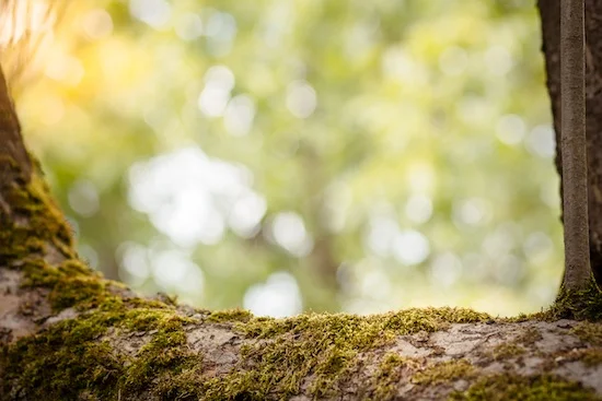 Depression therapy in Madison WI with Will Hector serene woodland scene