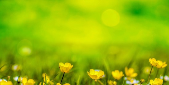 Will Hector LMFT depression therapy Madison WI bright yellow flowers in sunlight