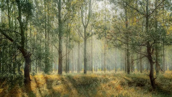 Holistic Counseling of Madison anxiety counseling Madison WI peaceful woods