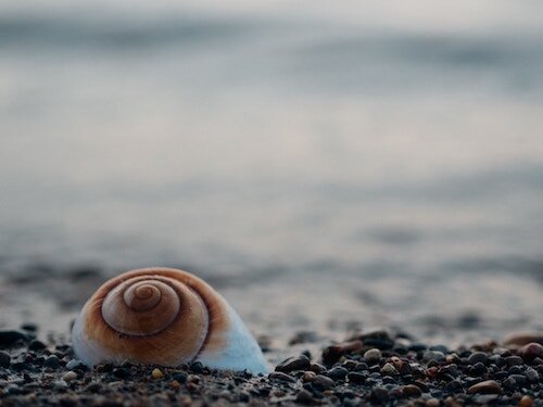 Will Hector mindfulness counseling Madison WI seashell on shoreline symbolizing reflection