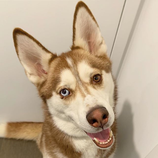 It&rsquo;s hard to look away from Balto. He was recently rescued at 3 years of age from a hoarding situation and never learned any foundation training. Watching him discover a true communication with his people is heartwarming to say the least. ❤️ #d