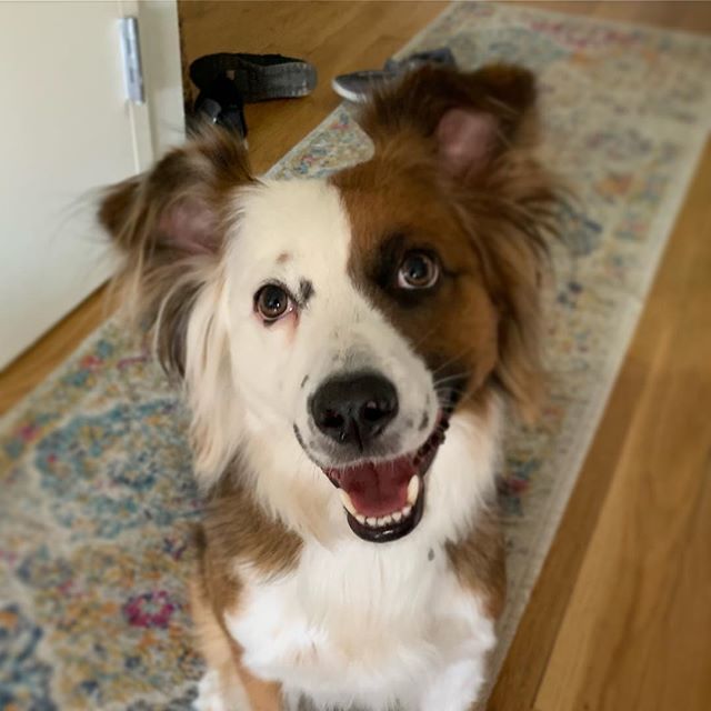 If your brain works faster than your body and your body moves faster than anything else in Brooklyn, it&rsquo;s a good idea to learn how to use all that energy for the forces of good. Super smart and super energized Toby goes through the paces.
 #dog