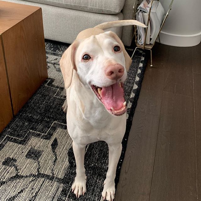 Smiles for miles! Maddie just realized that not nipping guests means praise and chicken from her humans. #dogboynyc #classicalconditioning #dogsofinstagram #dogbehavior #brooklyndogtraining #leadersnotbullies