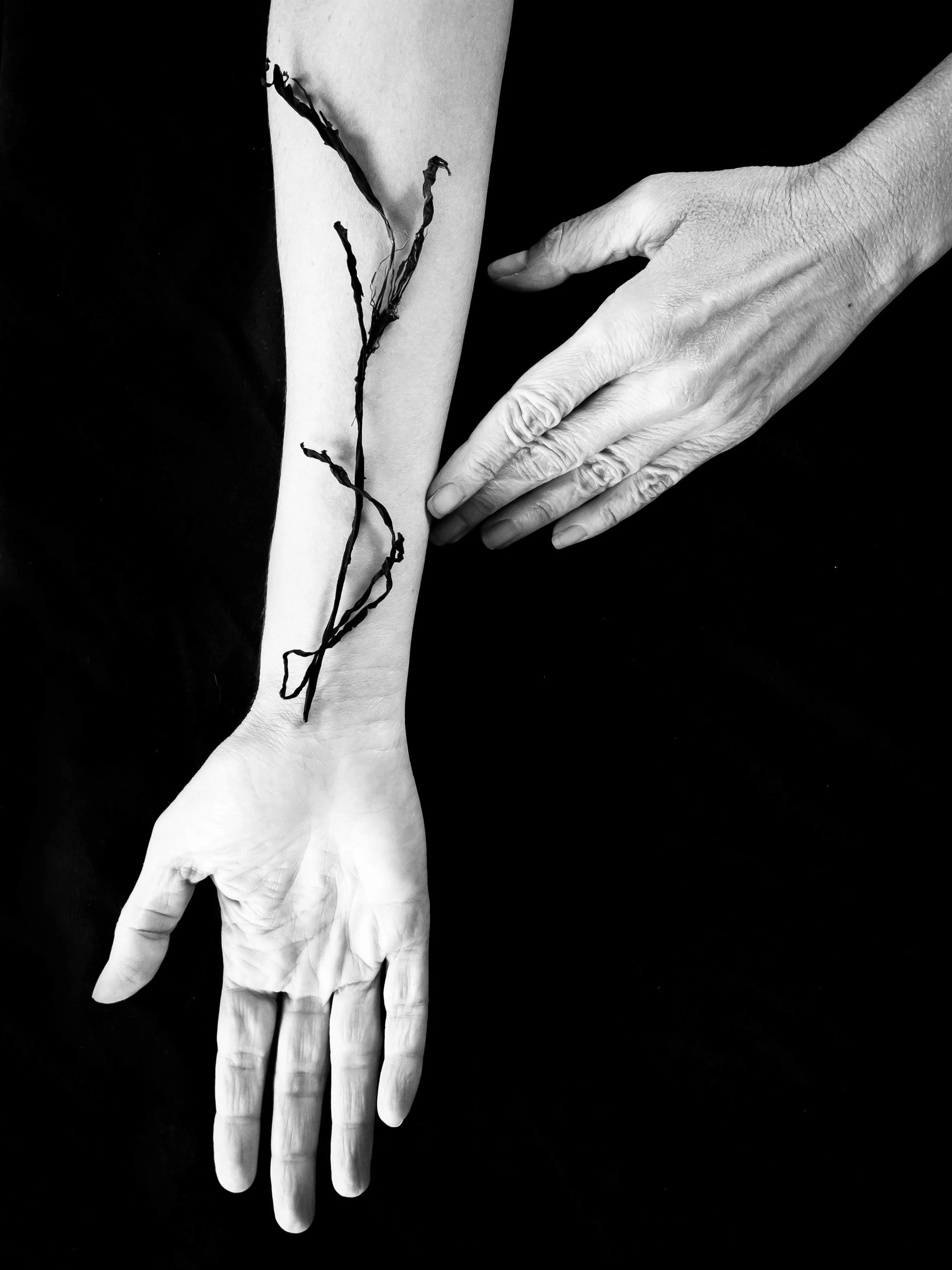 Vein, 2017