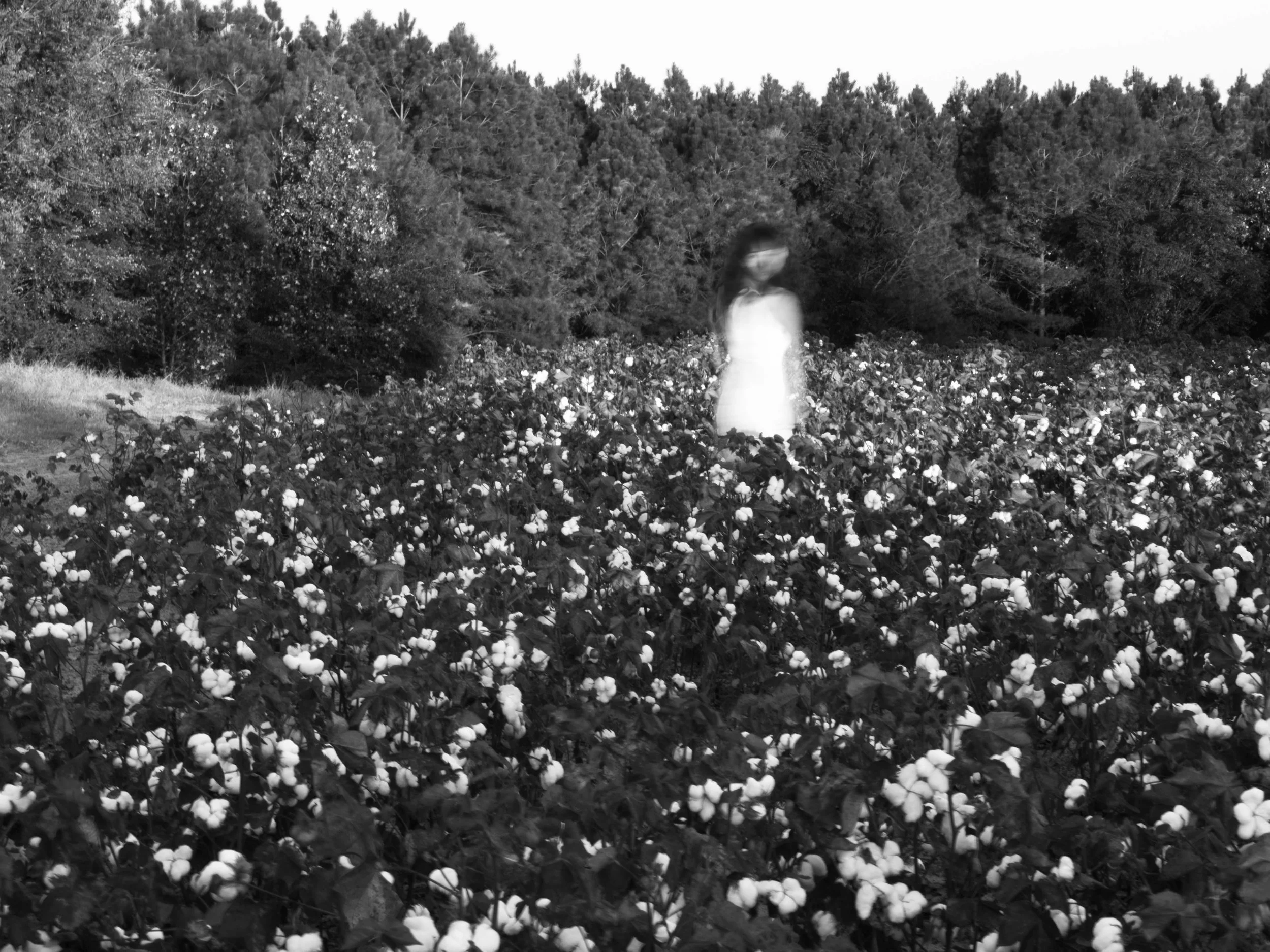 Before the Harvest, 2016