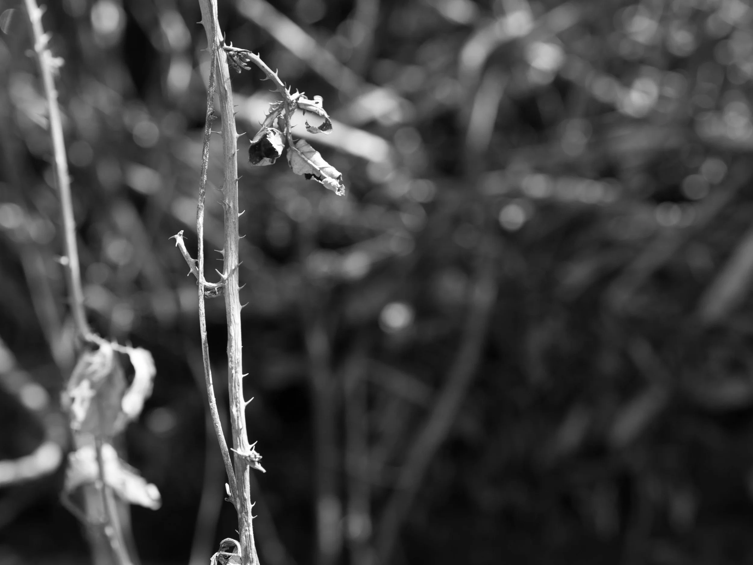 Pricked, 2016