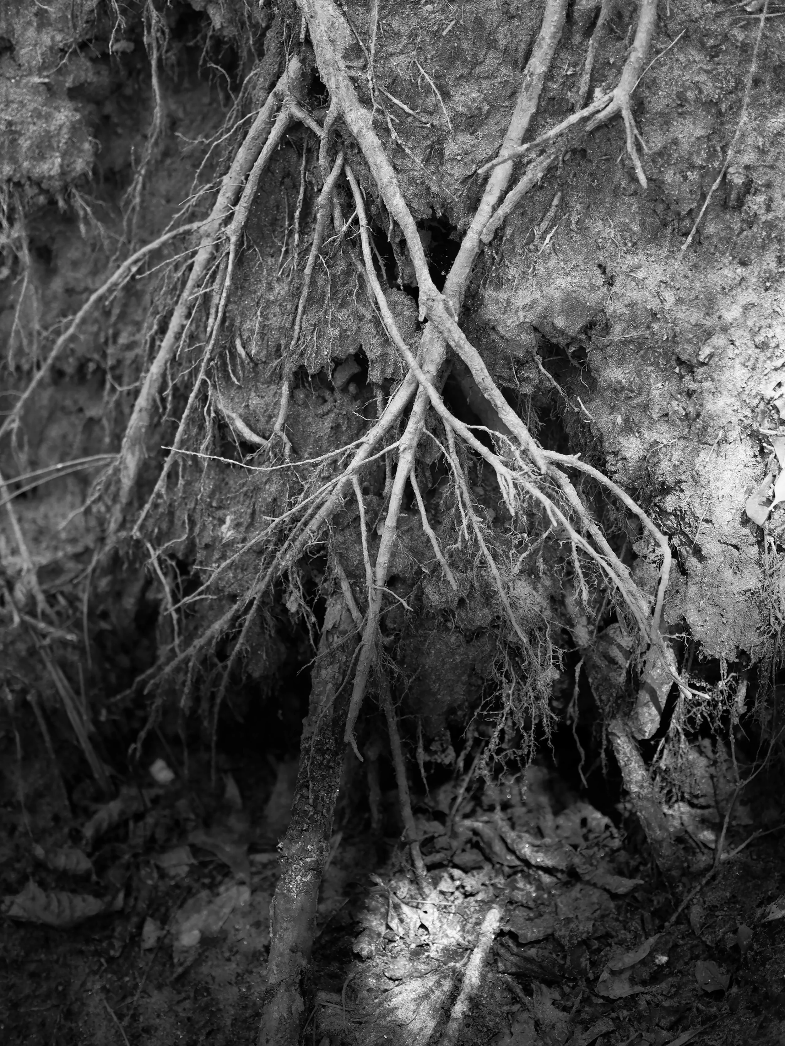 Rooted, 2016