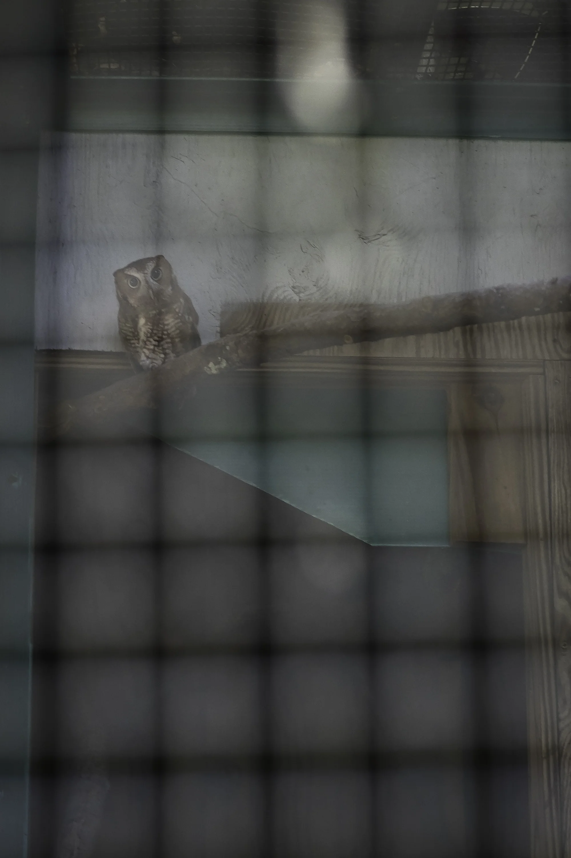 Caged, 2018