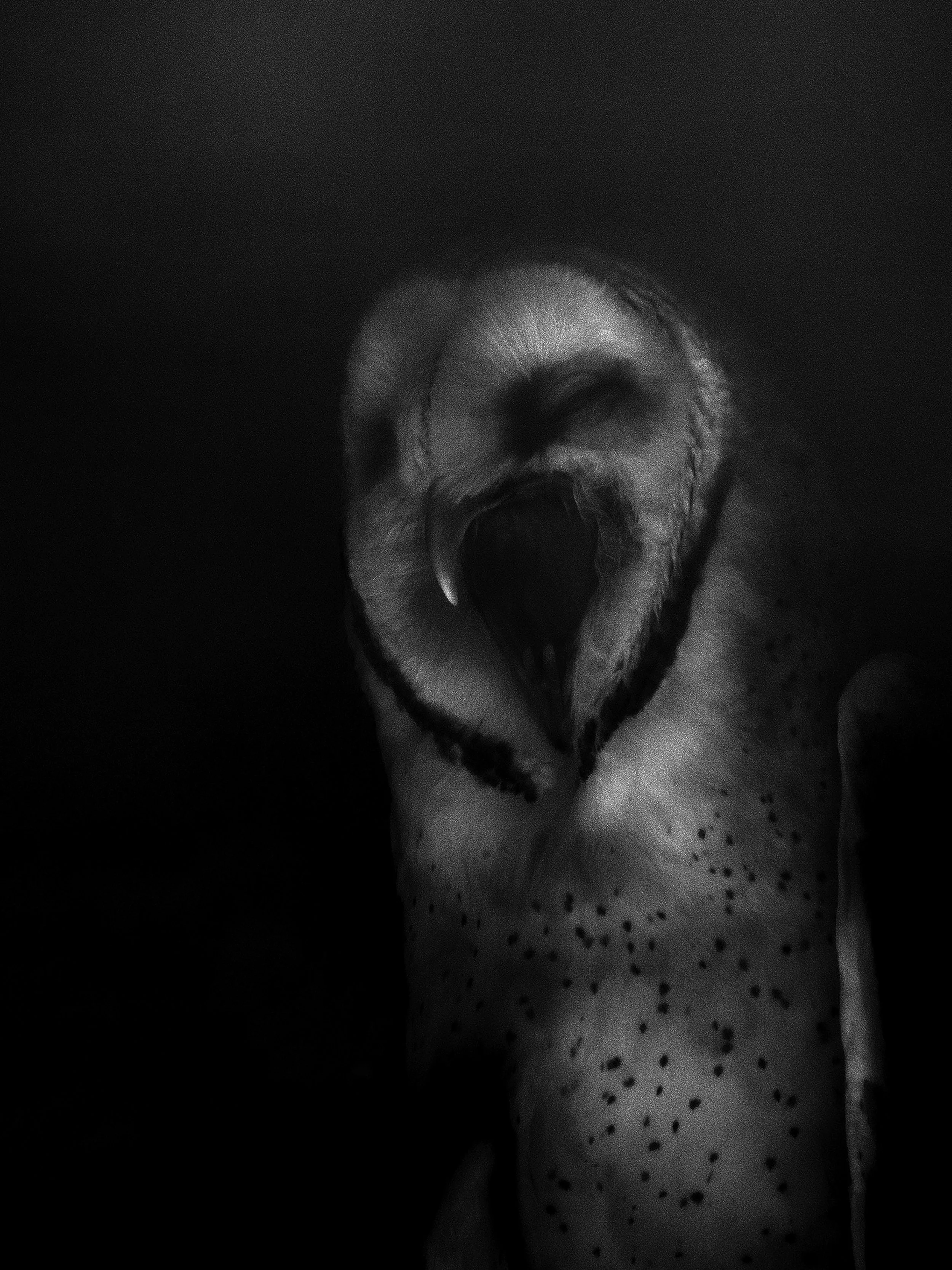 Night Owl (Windy Yawns), 2018