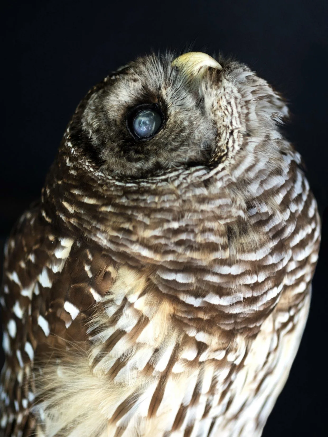 Star Gazer (The Blind Owl), 2018. Donna Garcia.