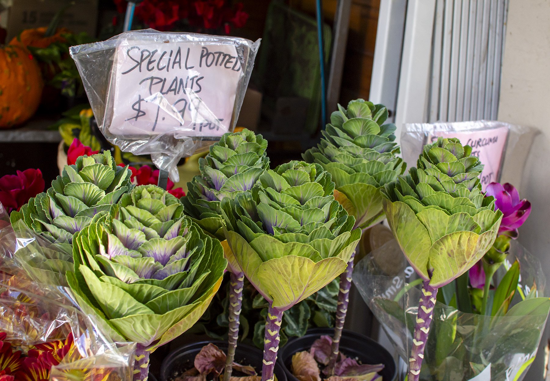 Special Potted Plants