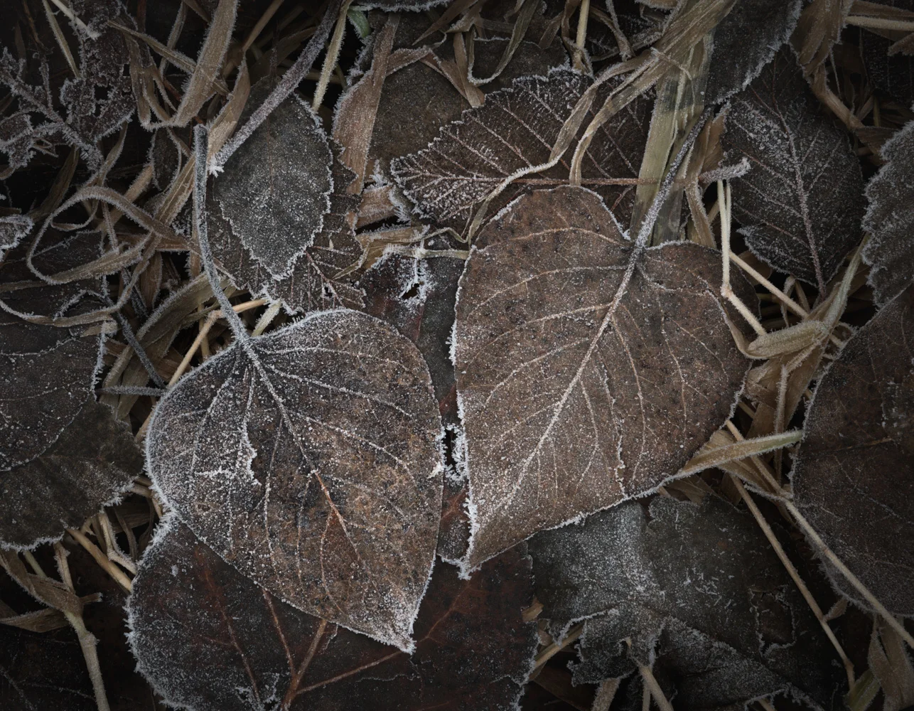 Frosted Leaves