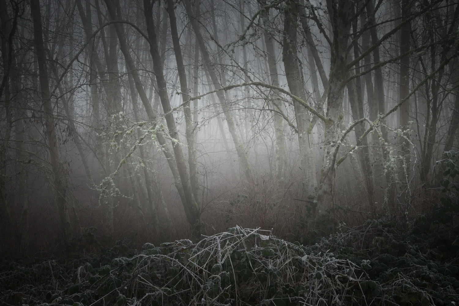Foggy Woodland