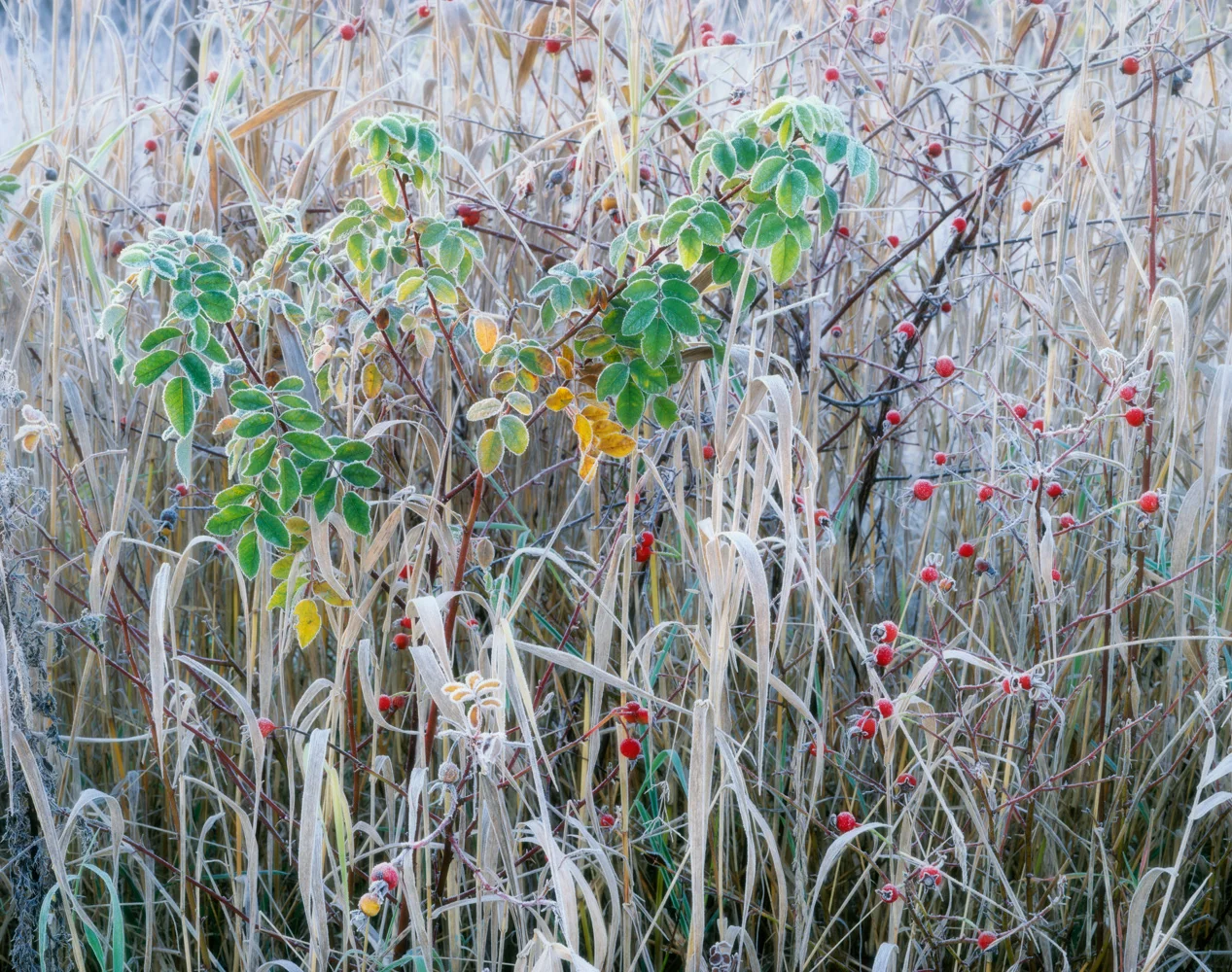 Rose Hips and Frost
