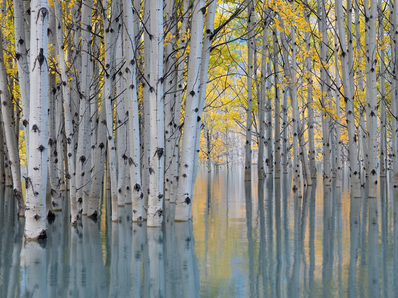 Flooded-Grove-copy.jpg