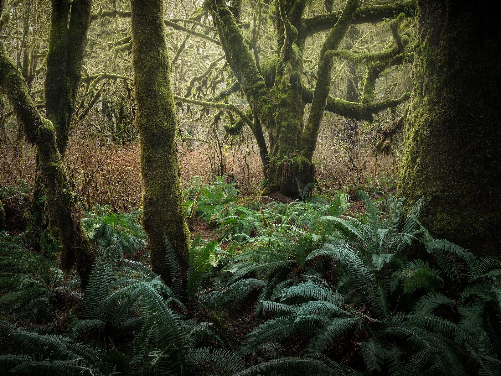On the Edge of the Forest.jpg