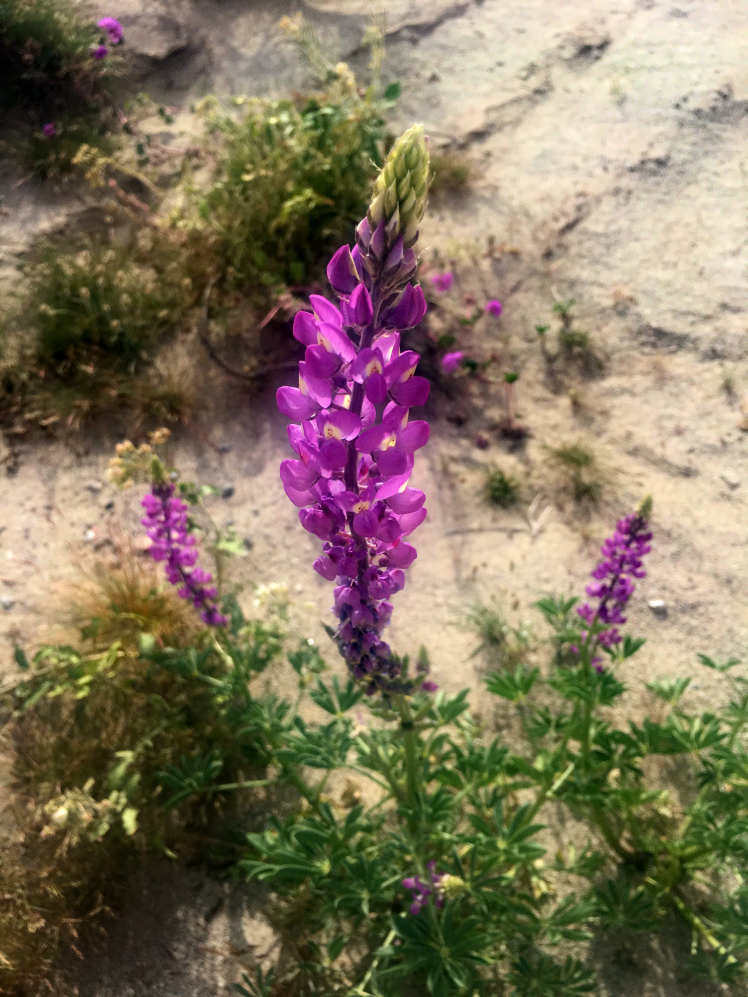 desert-lupine.jpg