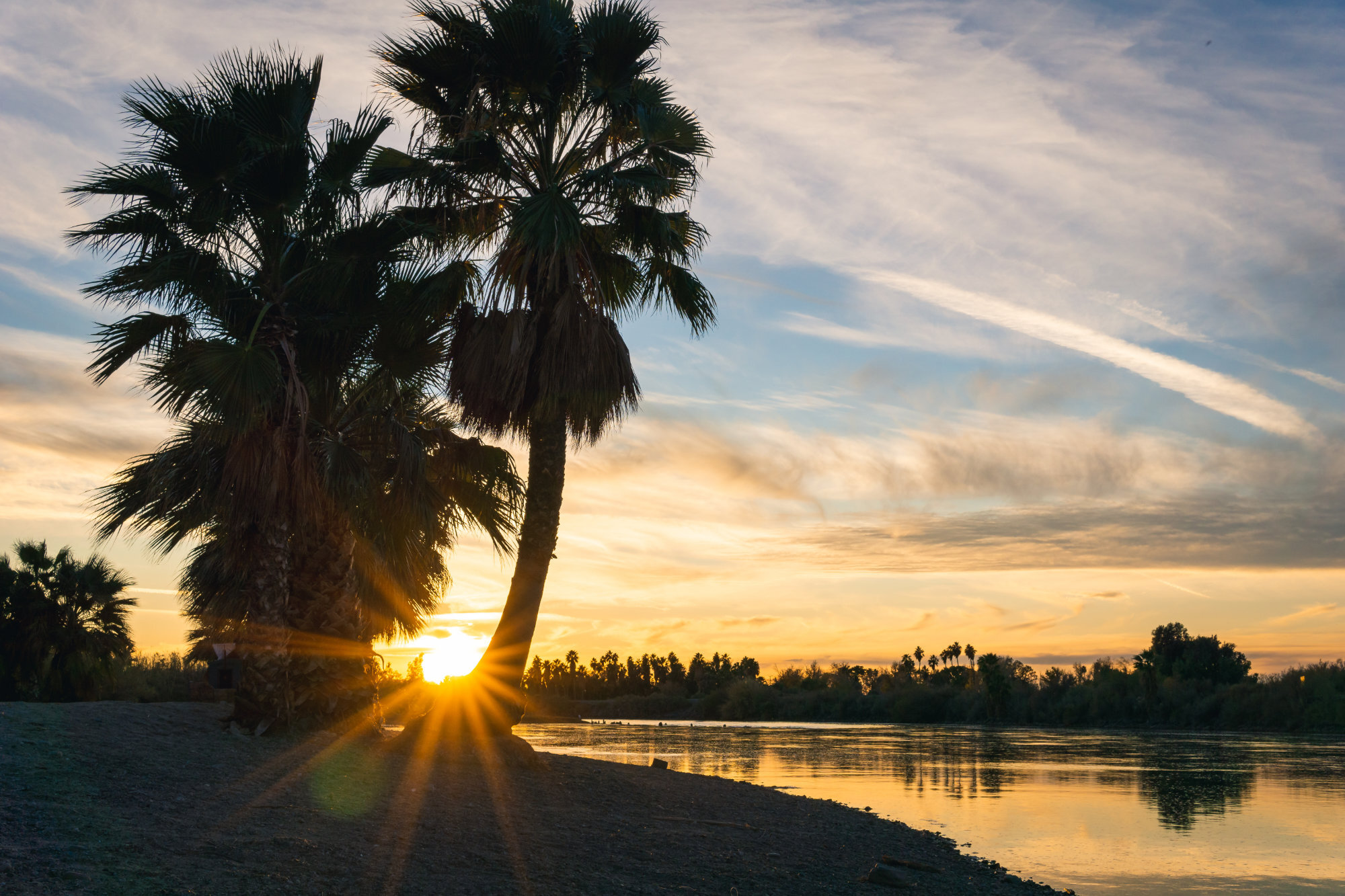 beach-palm-tree-sunset-on-colorado-river.jpg