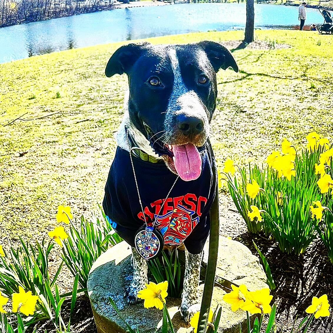 🐾 Haledon PD's very own K-9 Nash is showing his support for Autism Awareness Month! 🧩 

Did you know that a Therapy Dog plays a vital role in providing comfort, support, and companionship for individuals in need? 🐕🌟 

Therapy dogs undergo special