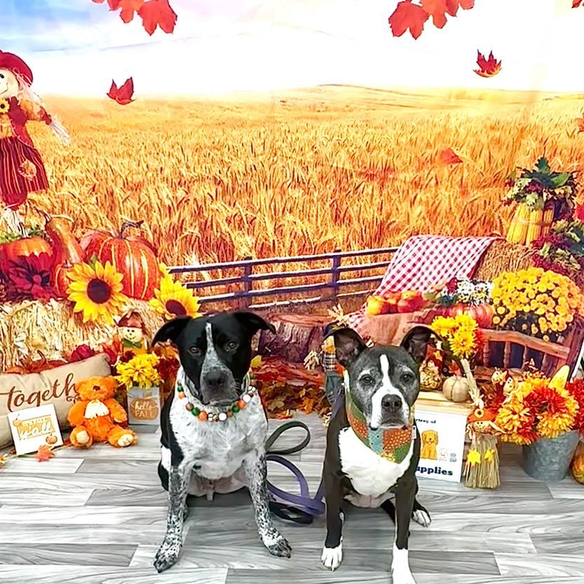 I hope everyone had a Happy Thanksgiving filled with turkey and gravy in their bowls! 😋
Bandana: @cookiespawtique Necklace: @puppypearlss Use code Nash10 for both! 

#dogsgiving #dogsofig #adoptdontshop #dontbullymybreed #rescuepuplife #k9nash #pitb