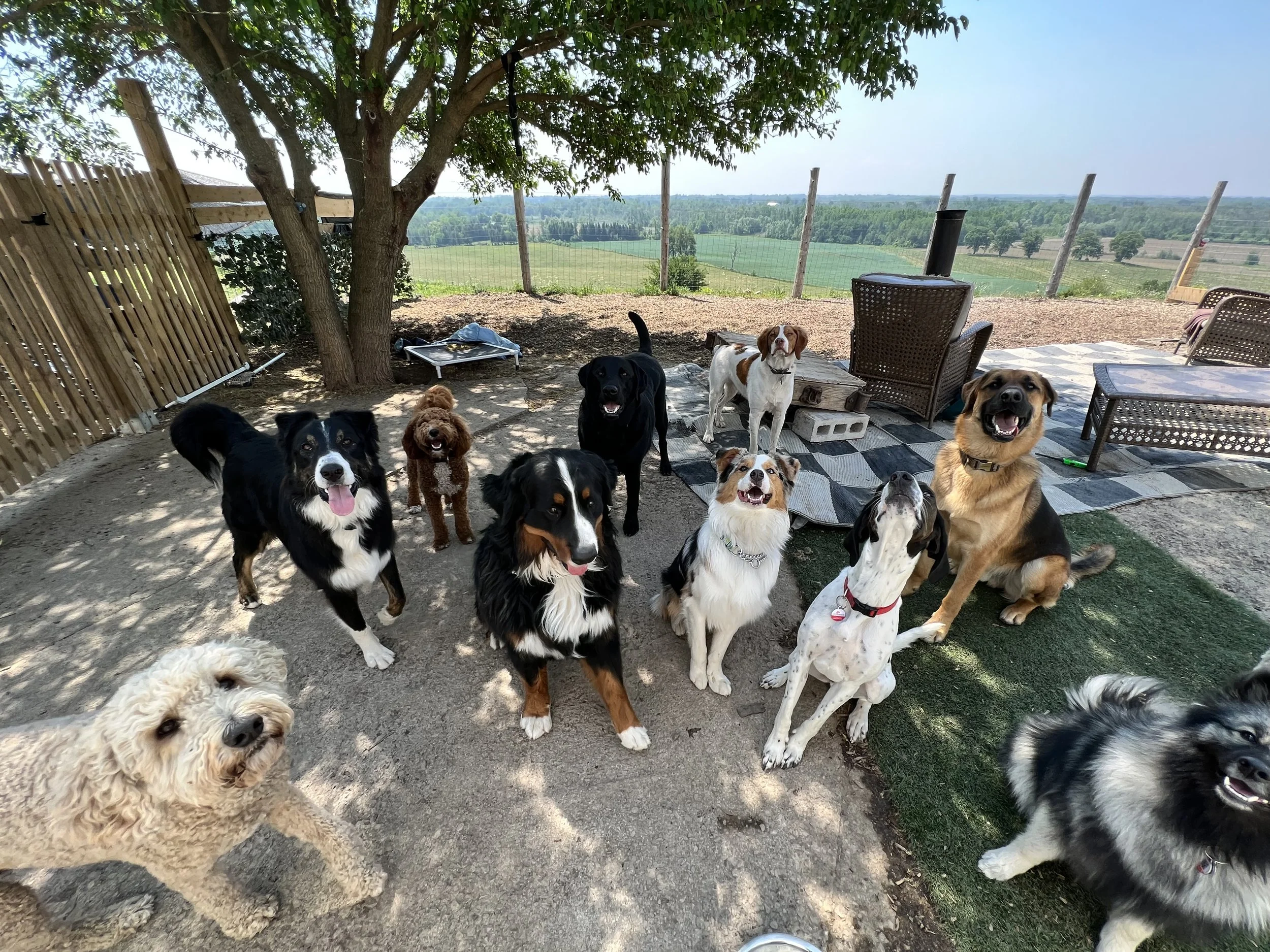 Daycare Dogs