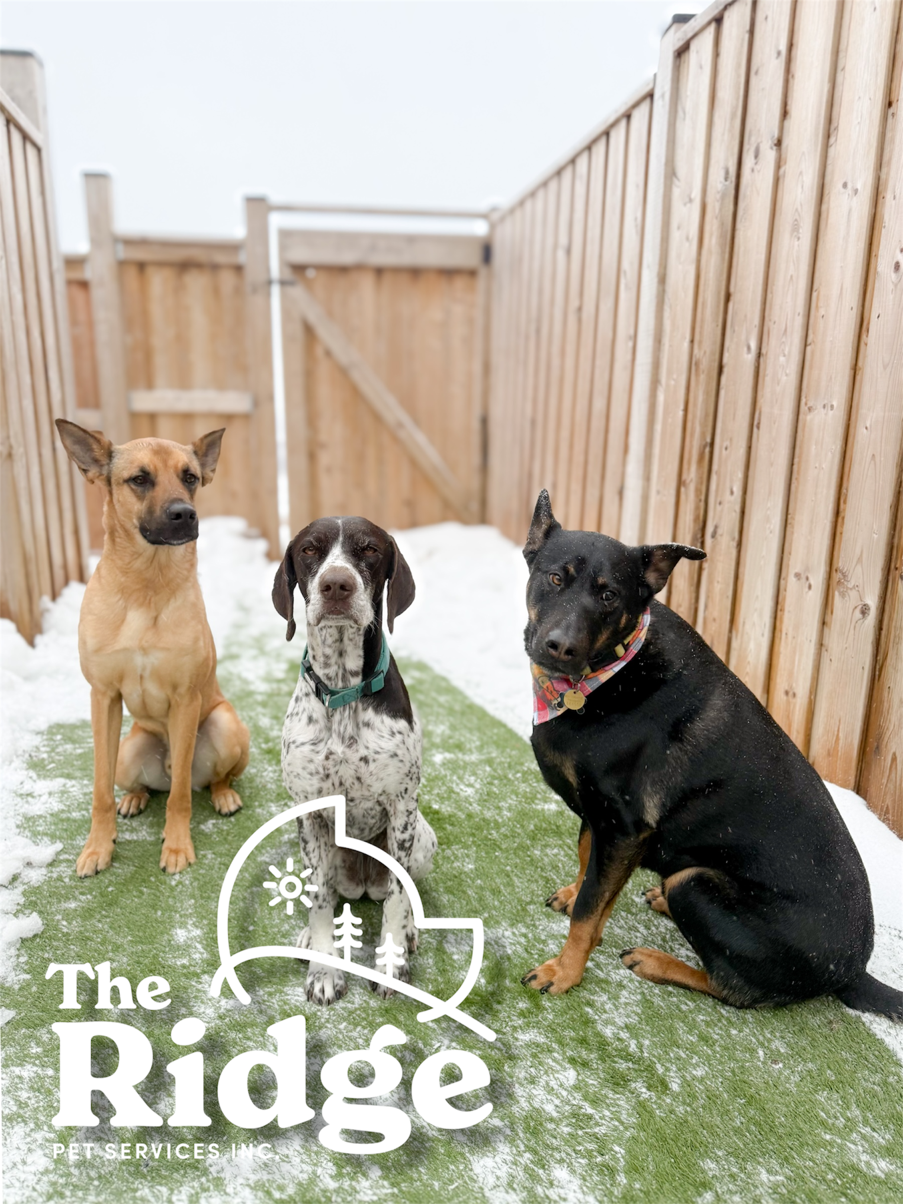 Howard, Eloise, & Zeus