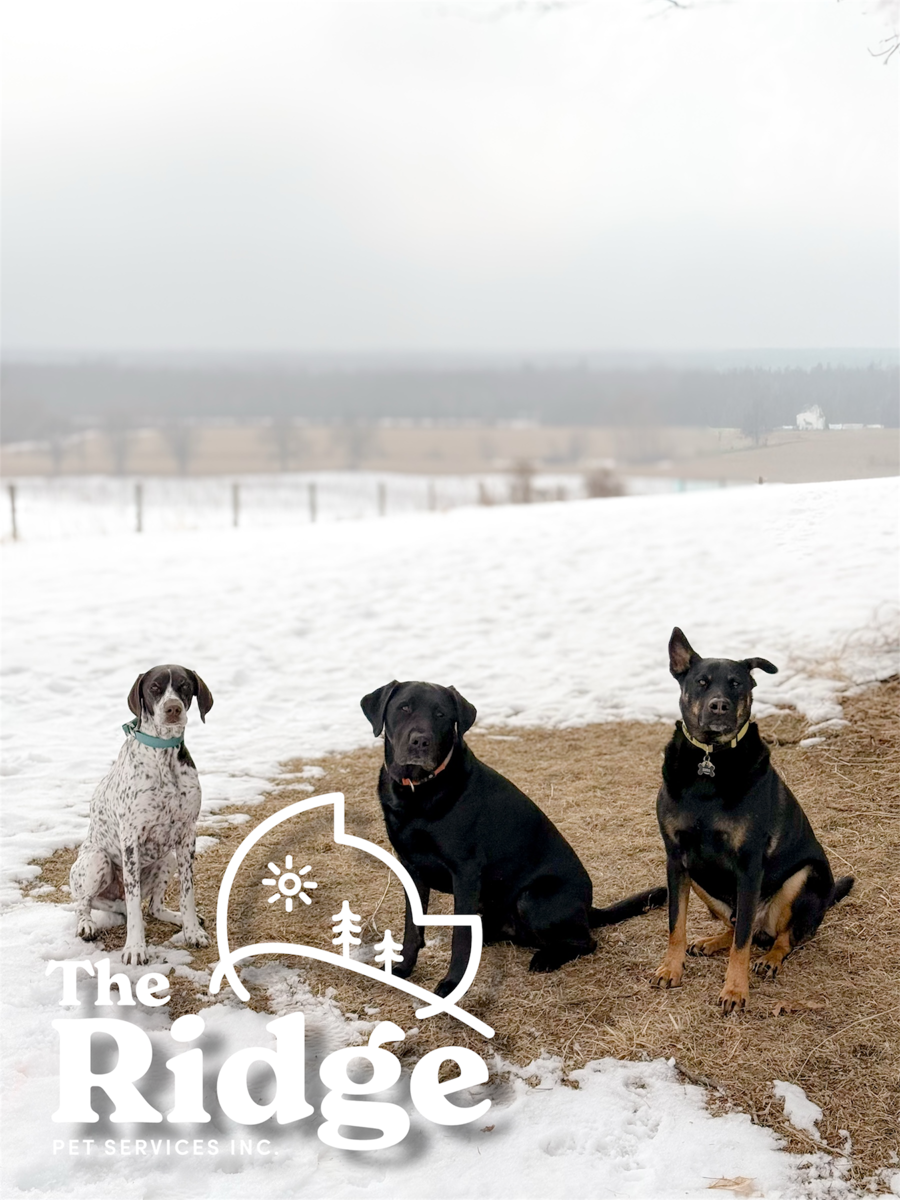 Eloise, Rudie, & Zeus