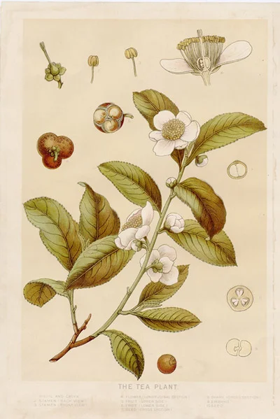 TheTeaPlant.jpg