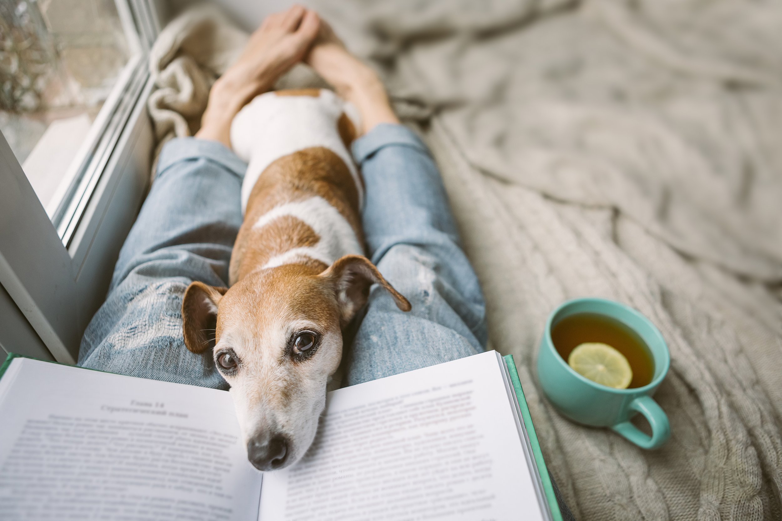 Настроение читать книгу. Книги про собак. Собака с книжкой. Собака читает книгу. Чтение книги с собакой.