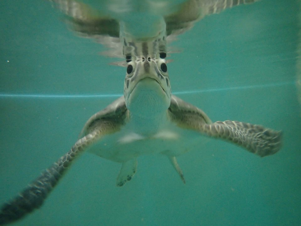 Sea Turtle Hospital.jpg