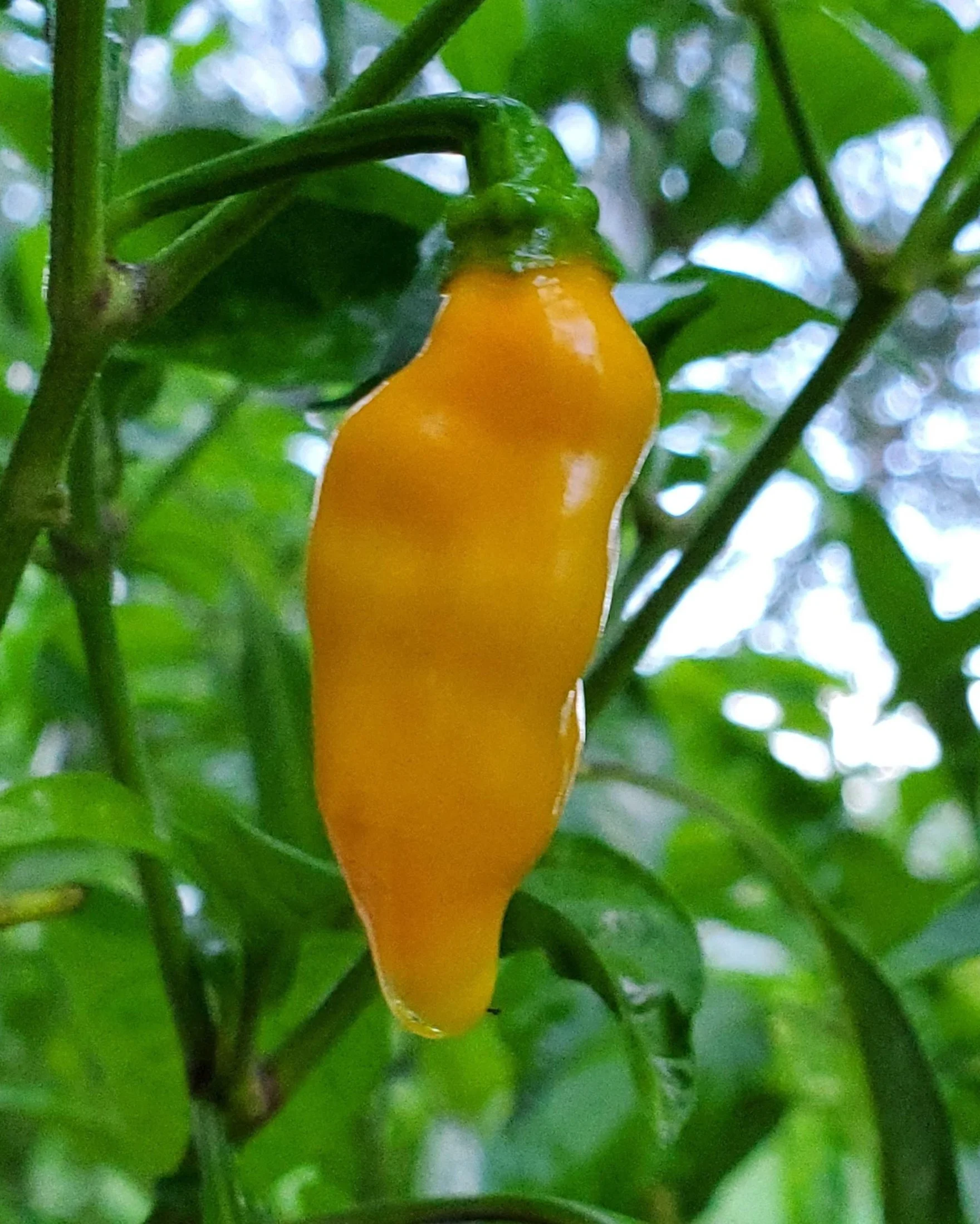 Dili Datil Embodies St. Augustine’s Culture, Heritage and History — STA