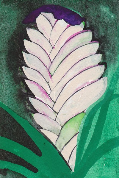 Bromeliaceae tillandsia cyanea / Greenhouse Plant