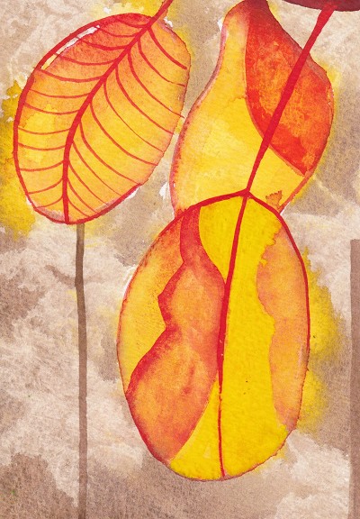 Cotinus Grace