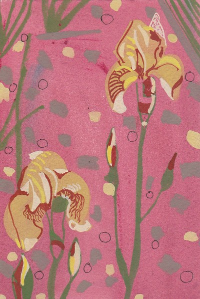 Iris Golden Alps / Yellow Iris